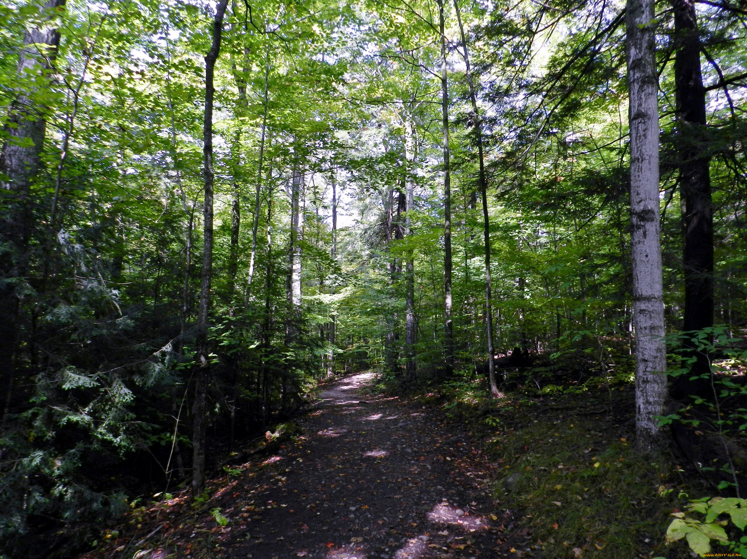 природа, лес, березы, тропинка, елки