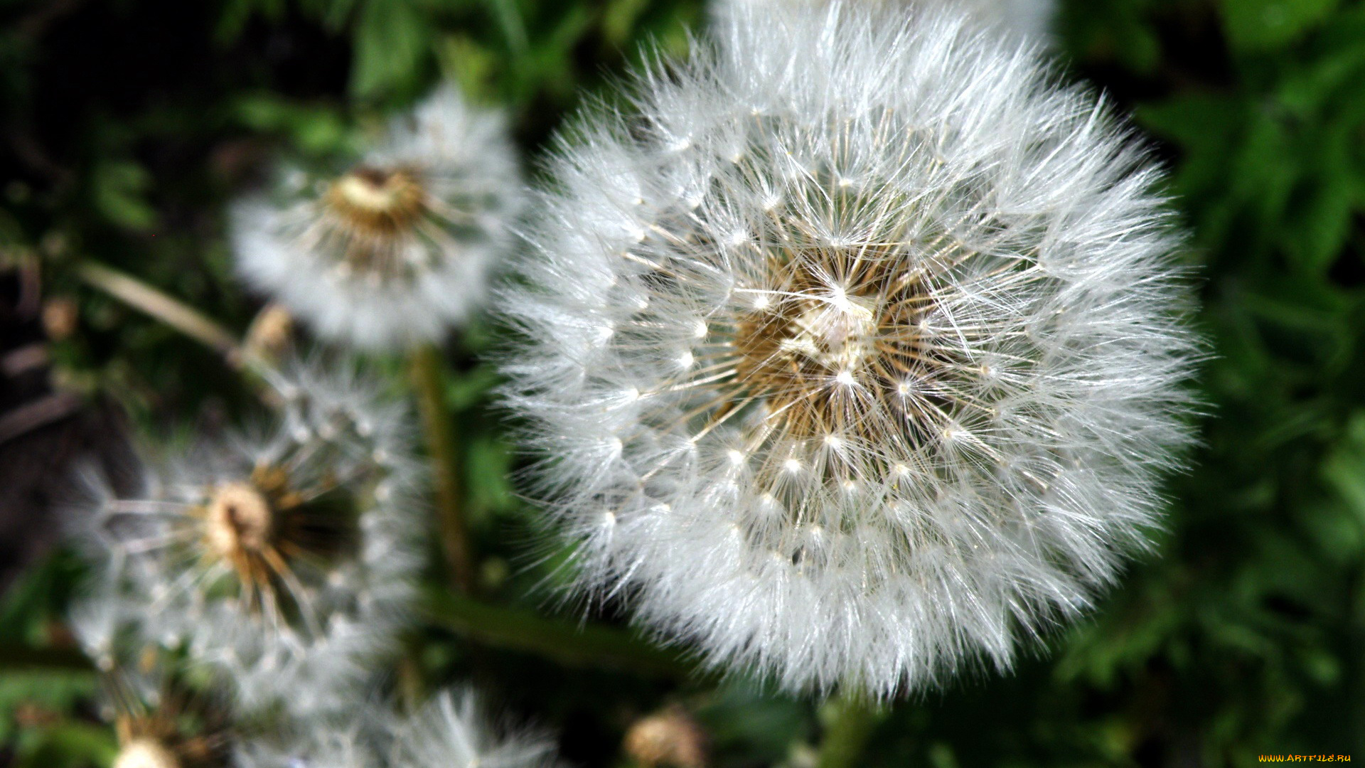 цветы, одуванчики, пушистый