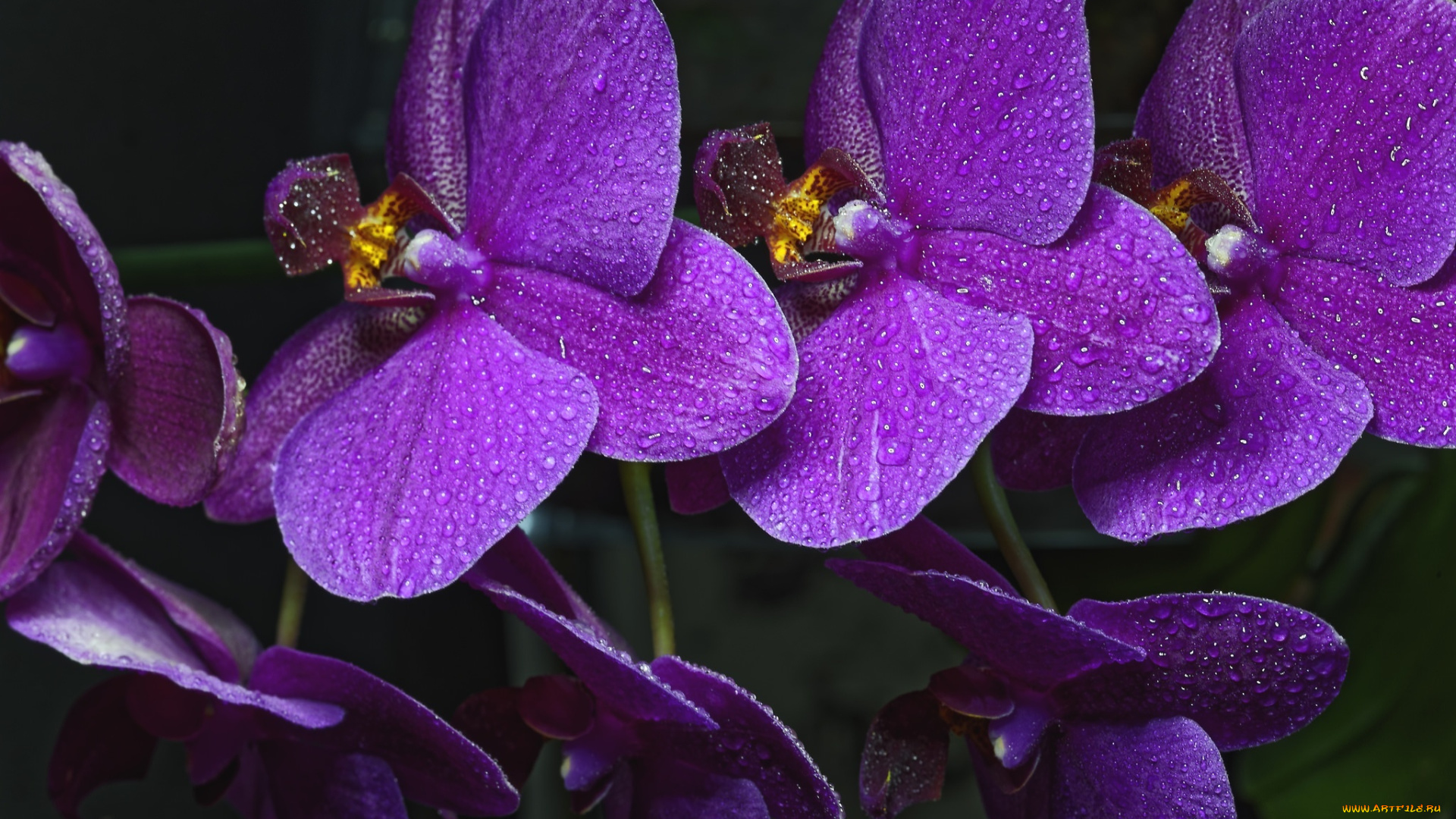 цветы, орхидеи, экзотика