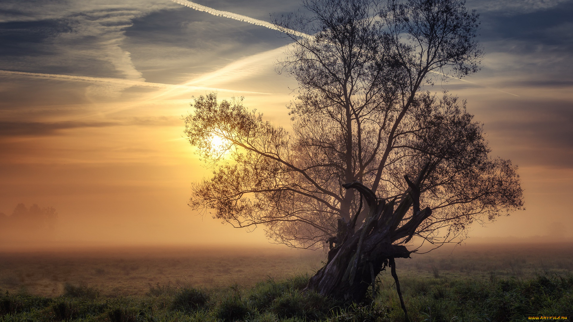 природа, восходы, закаты, закат, дерево, поле