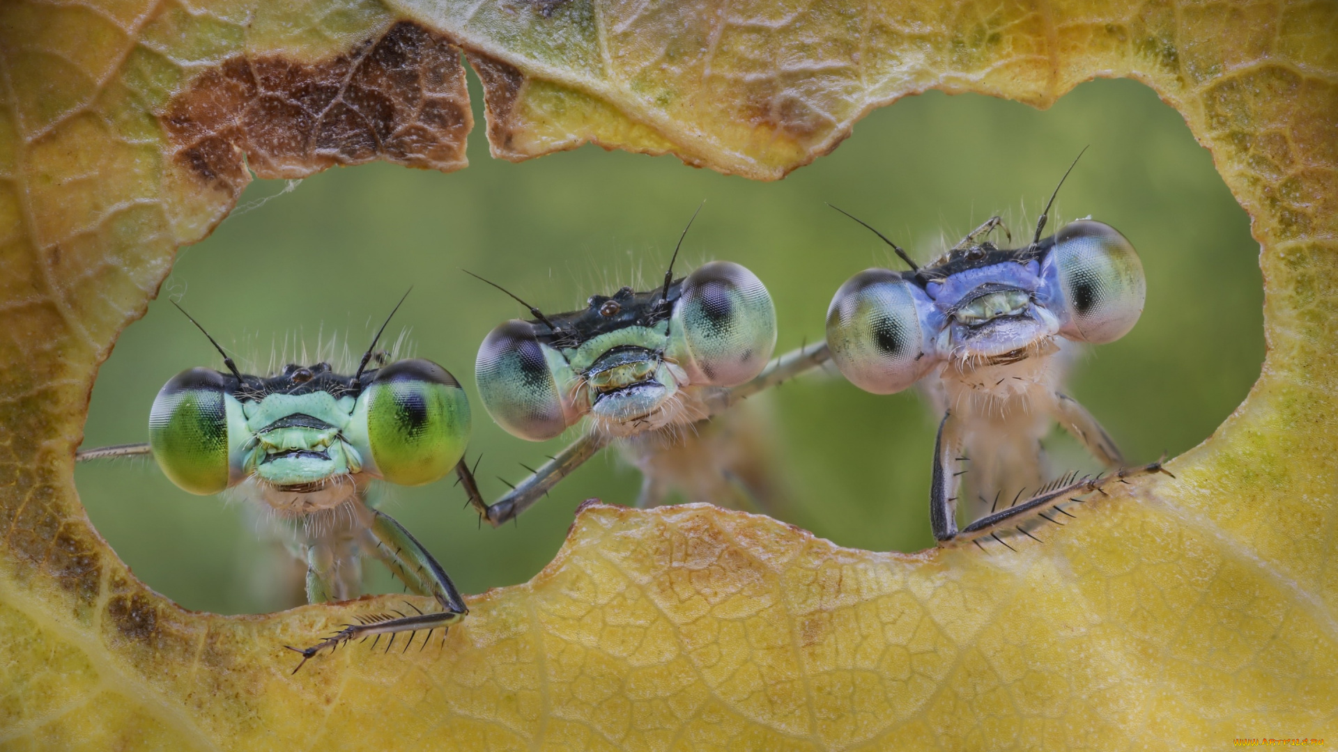 животные, стрекозы, насекомые, friends, forever, лист