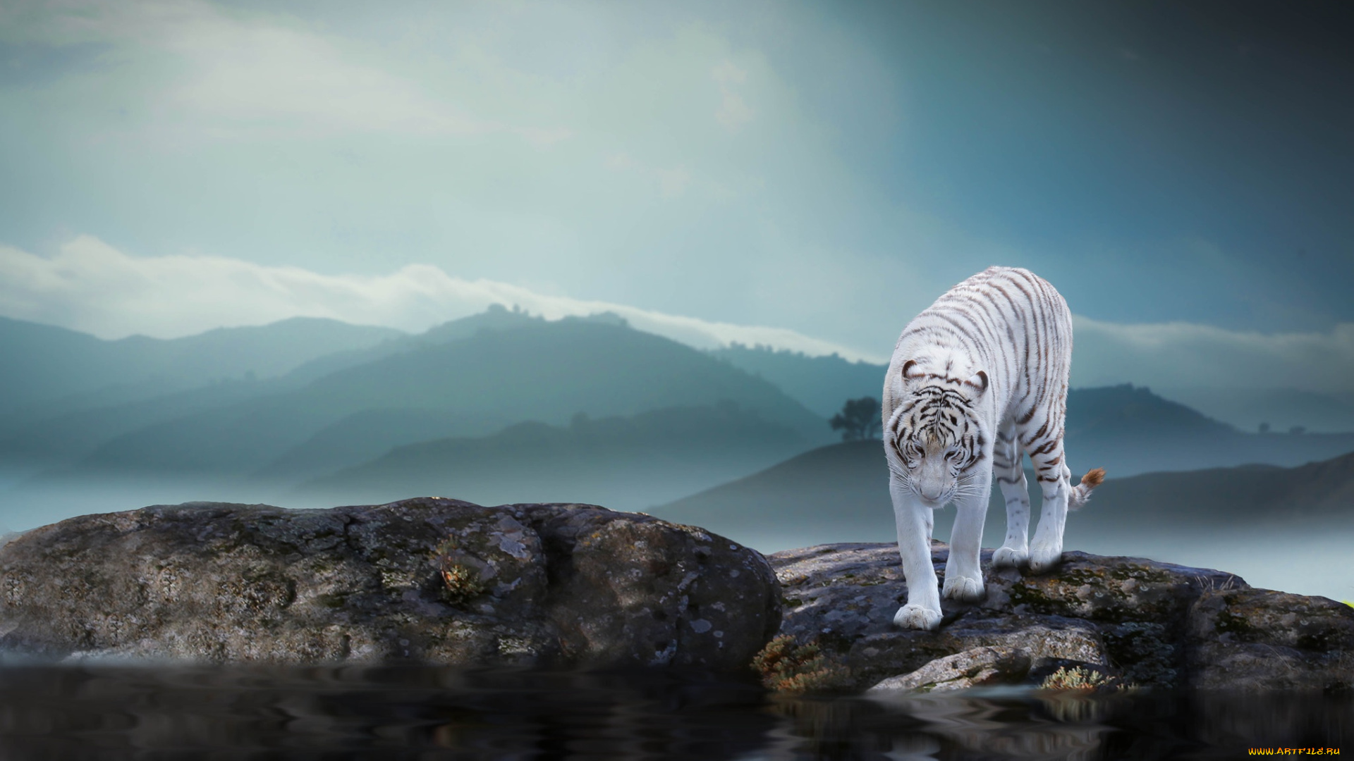 животные, тигры, тигр, природа, хищник, животное, камни, thai, phung, водоём