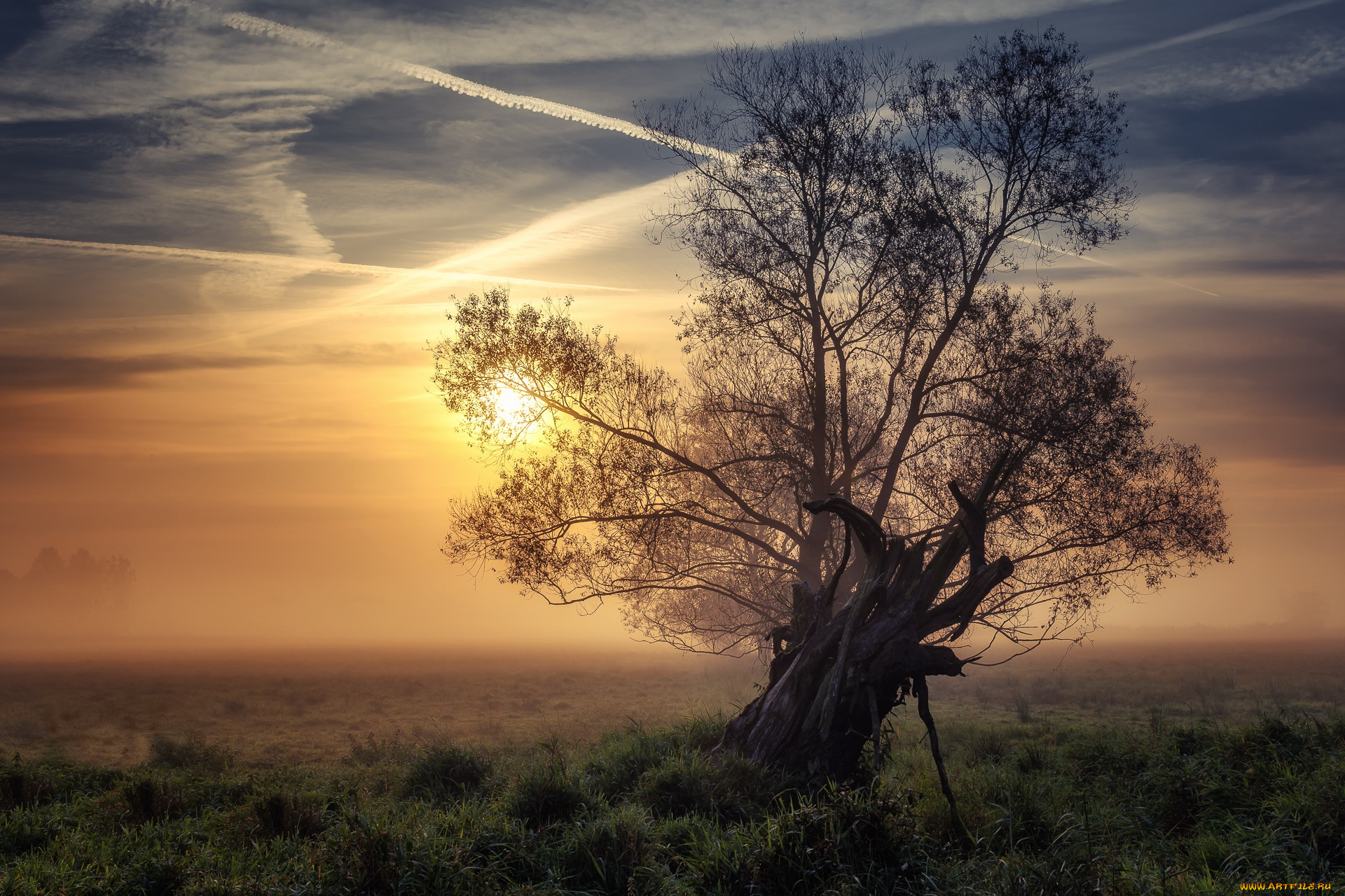 природа, восходы, закаты, закат, дерево, поле