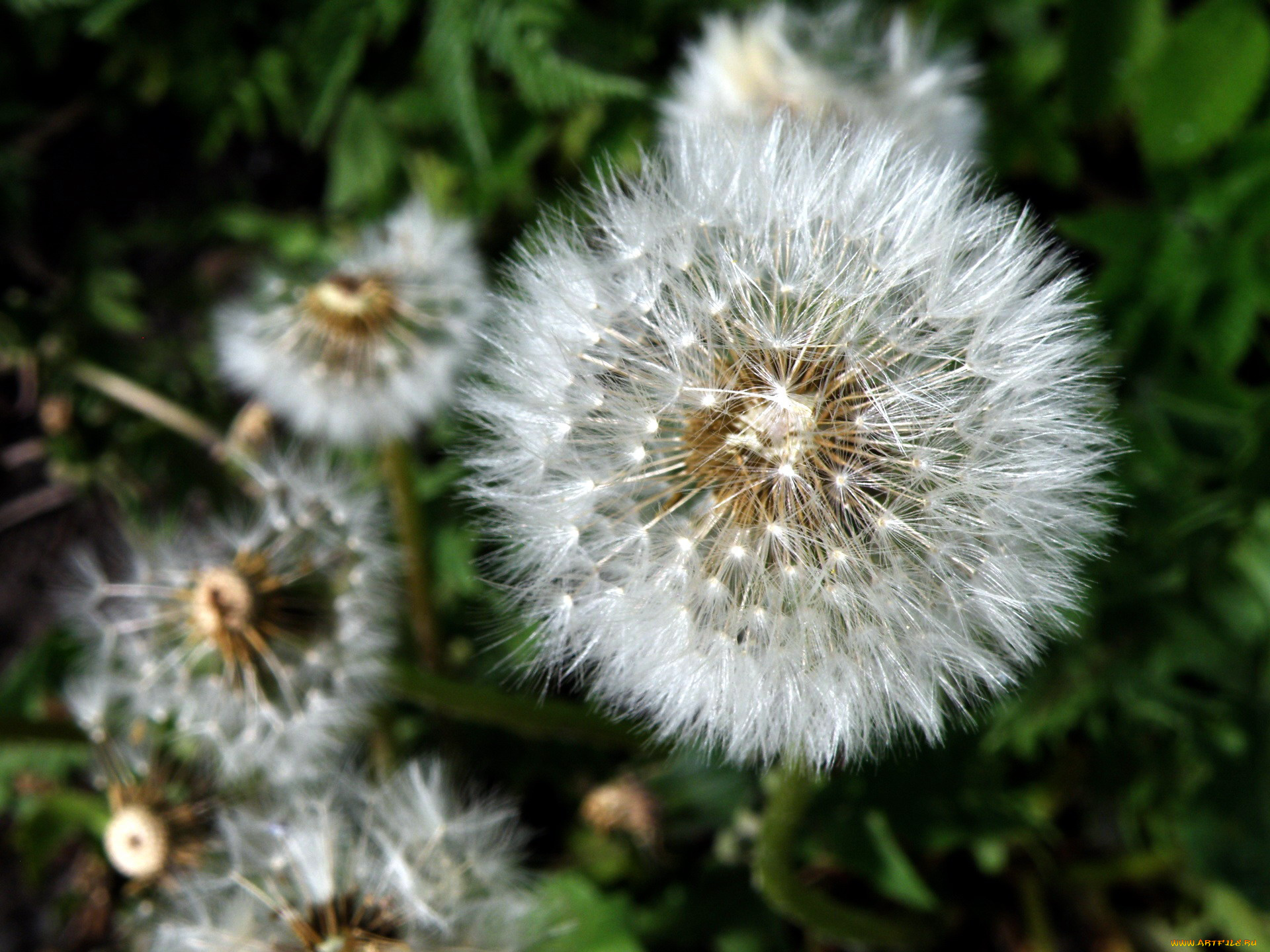 цветы, одуванчики, пушистый