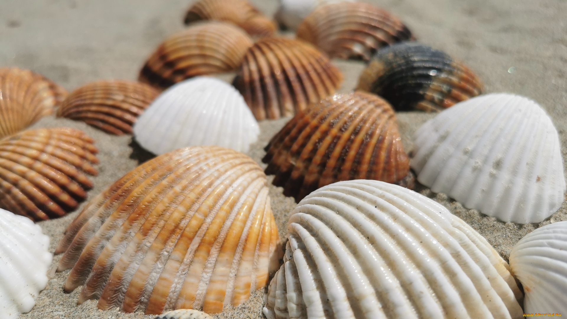 разное, ракушки, , кораллы, , декоративные, и, spa-камни, песок