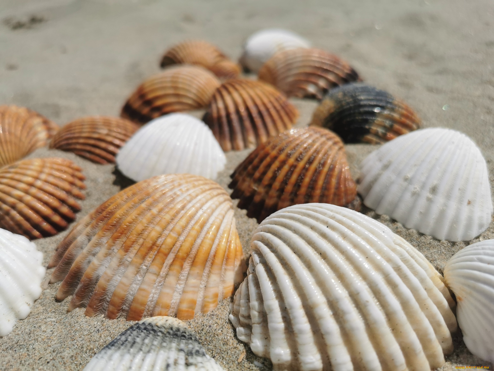 разное, ракушки, , кораллы, , декоративные, и, spa-камни, песок