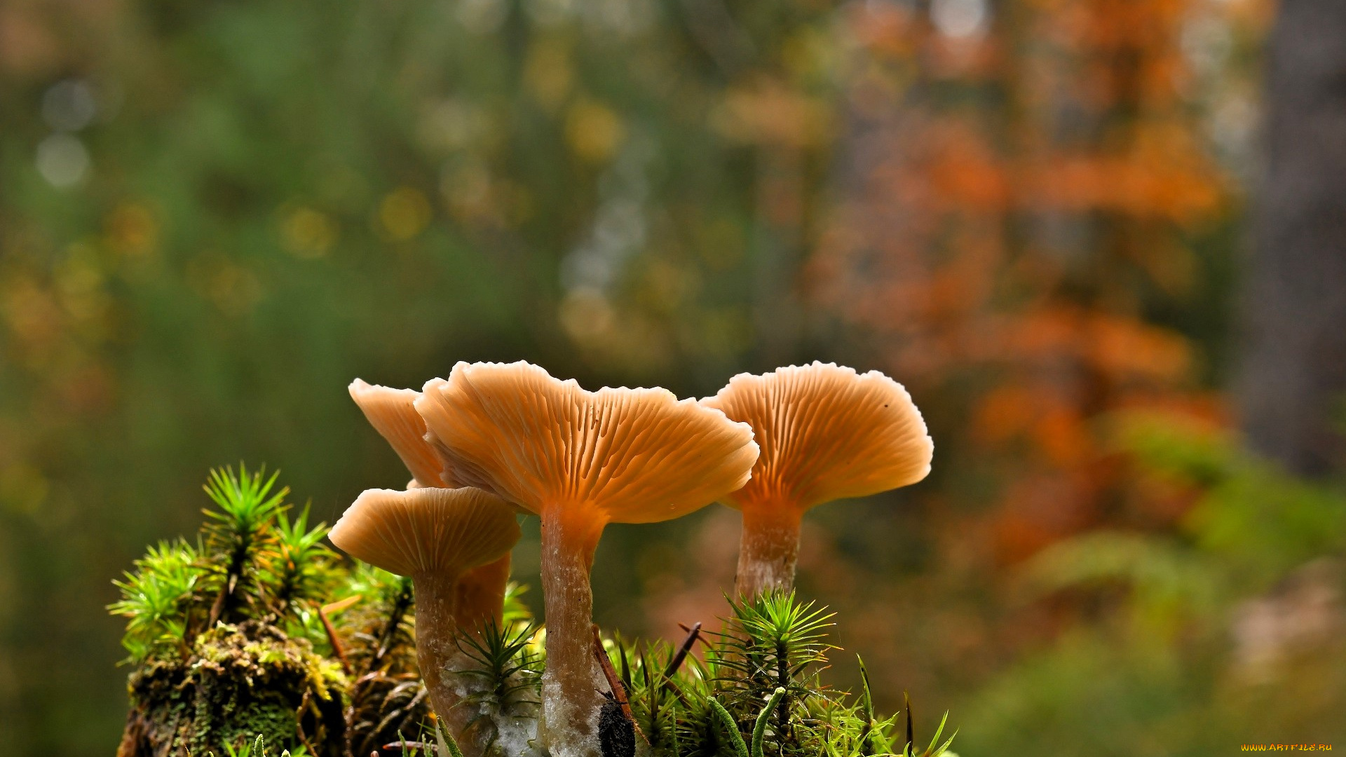 природа, грибы, пень, поросль