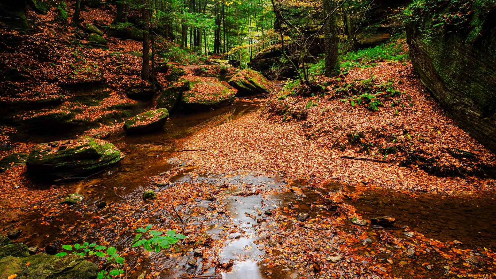 природа, лес, туман, осень, листья, камни, ручей
