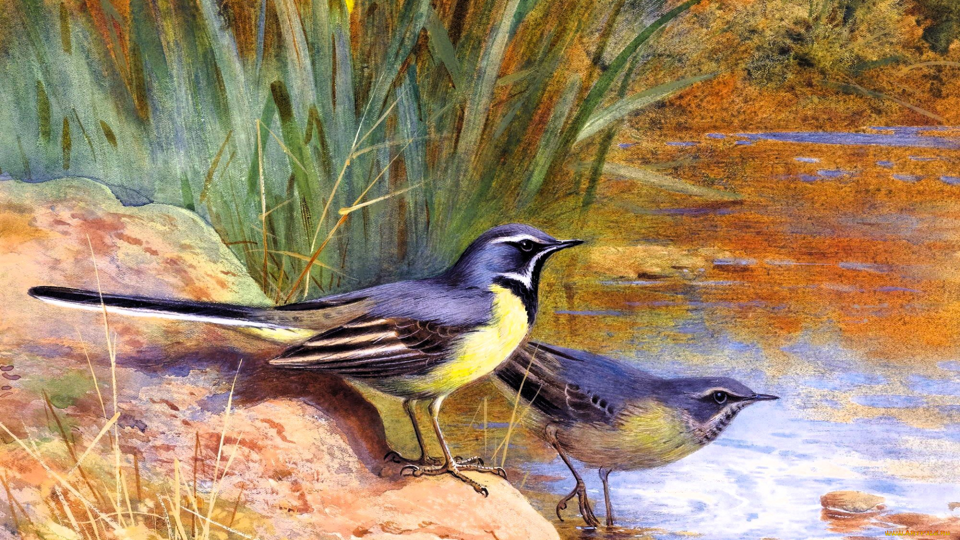 рисованное, archibald, thorburn, птицы, пара, трясогузки, берег, озеро, камыши