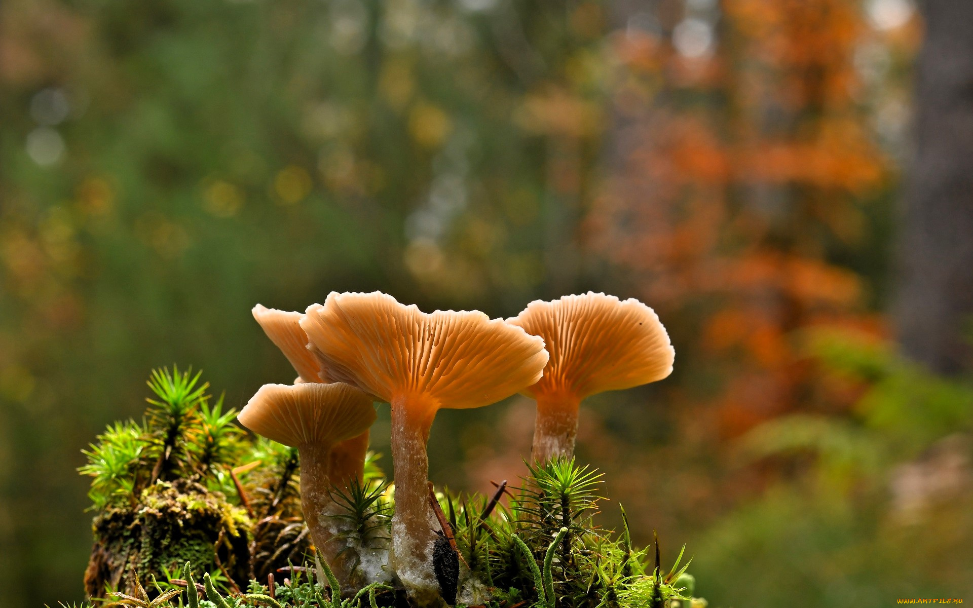 природа, грибы, пень, поросль