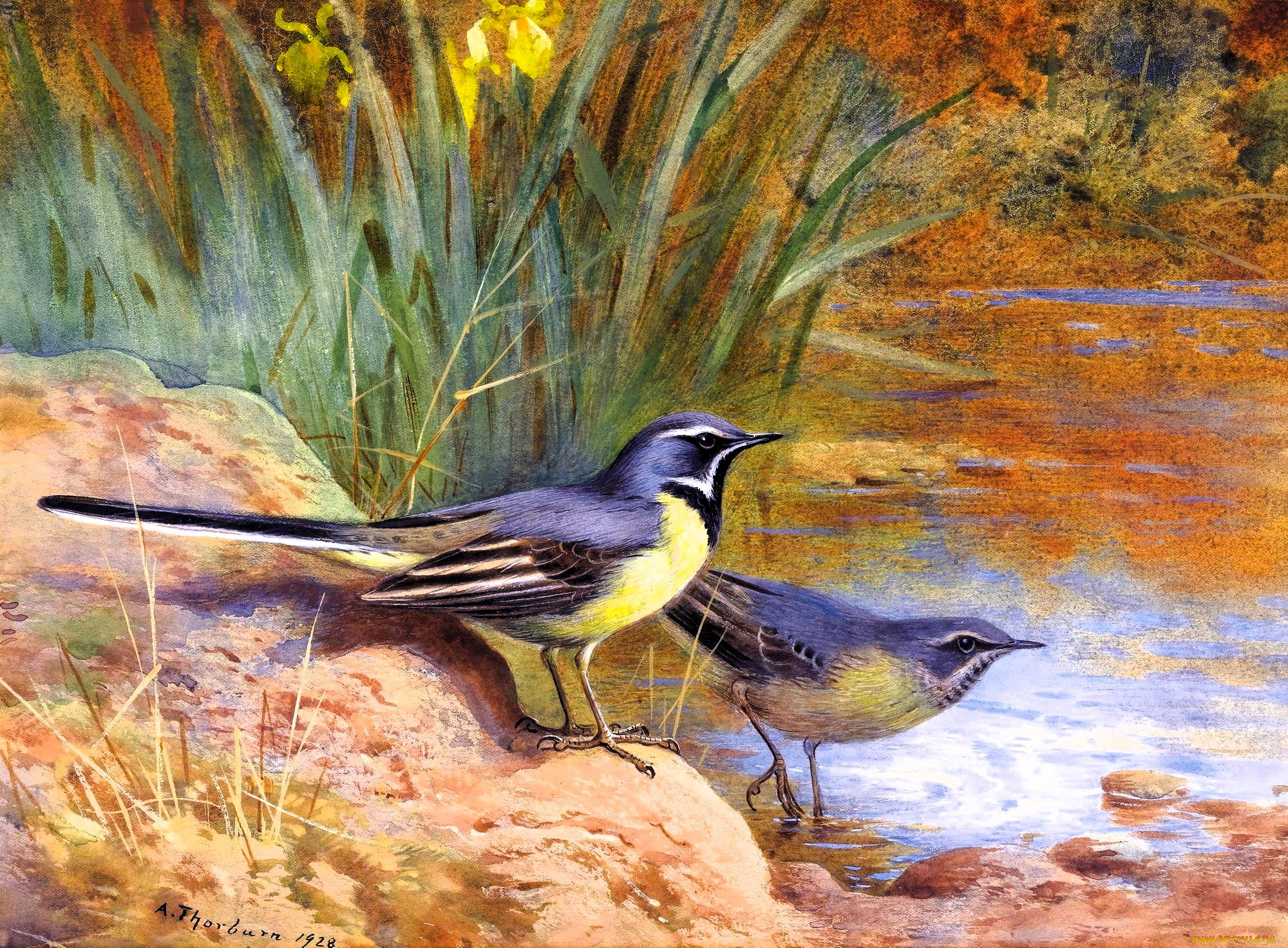 рисованное, archibald, thorburn, птицы, пара, трясогузки, берег, озеро, камыши