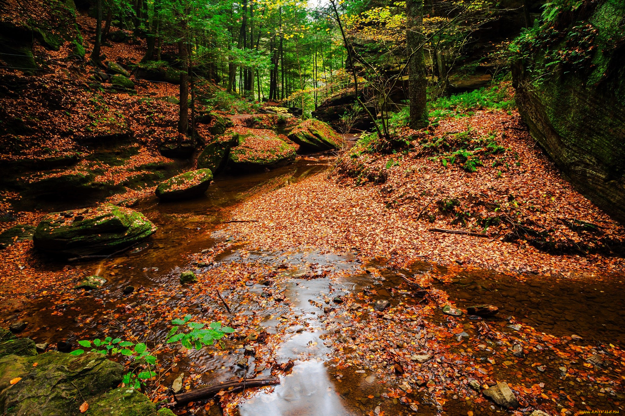 природа, лес, туман, осень, листья, камни, ручей