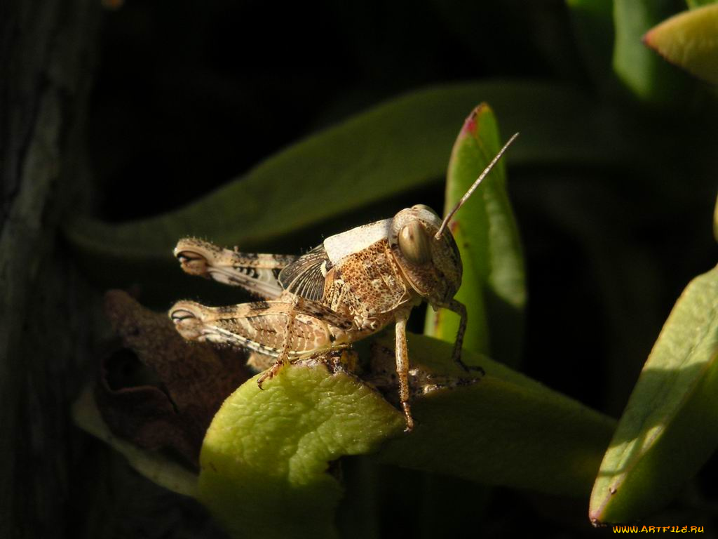 животные, кузнечики, саранча