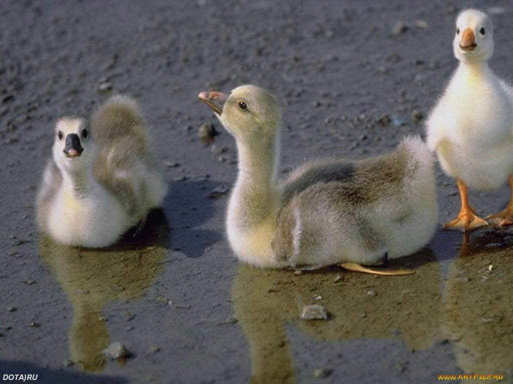 животные, гуси