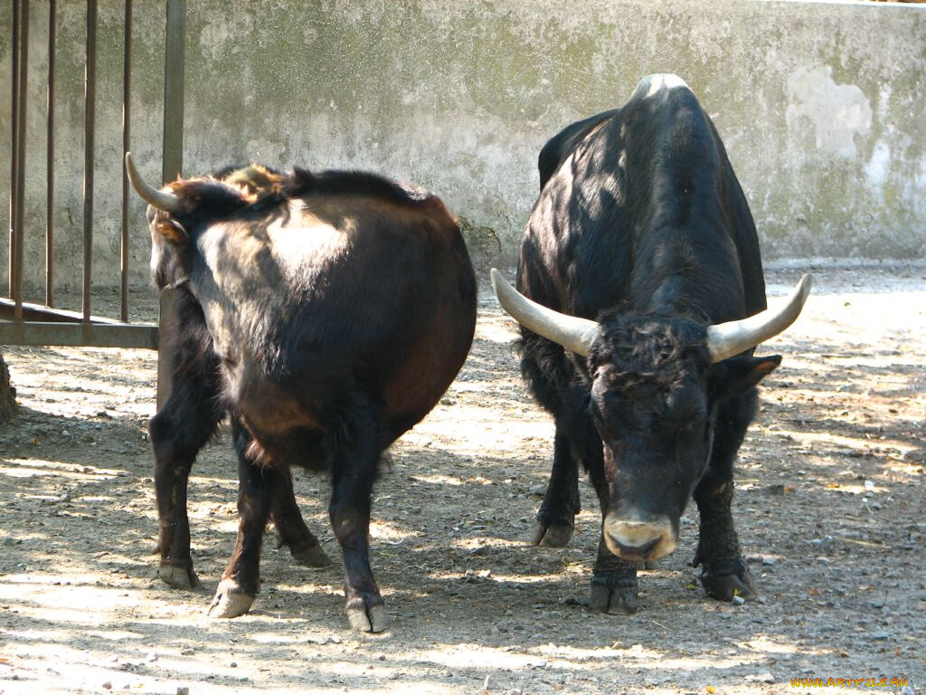 животные, коровы, буйволы
