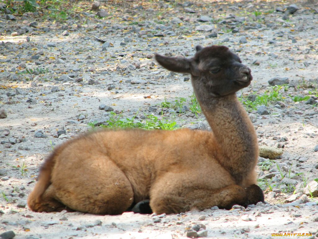 животные, ламы