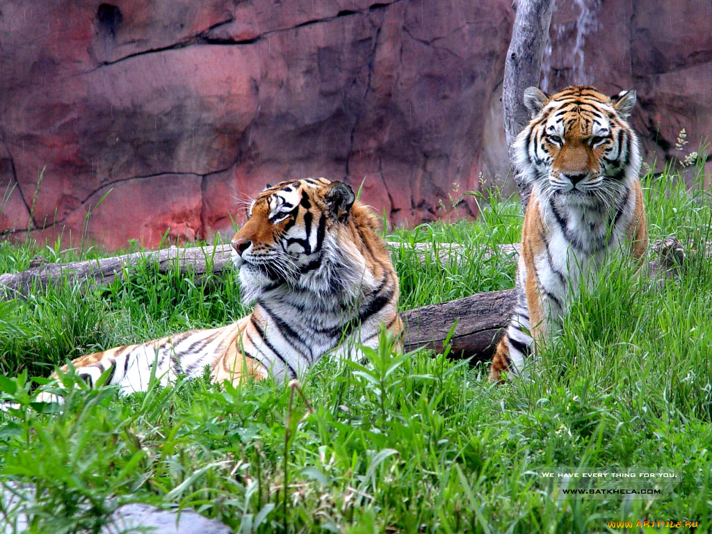 животные, тигры