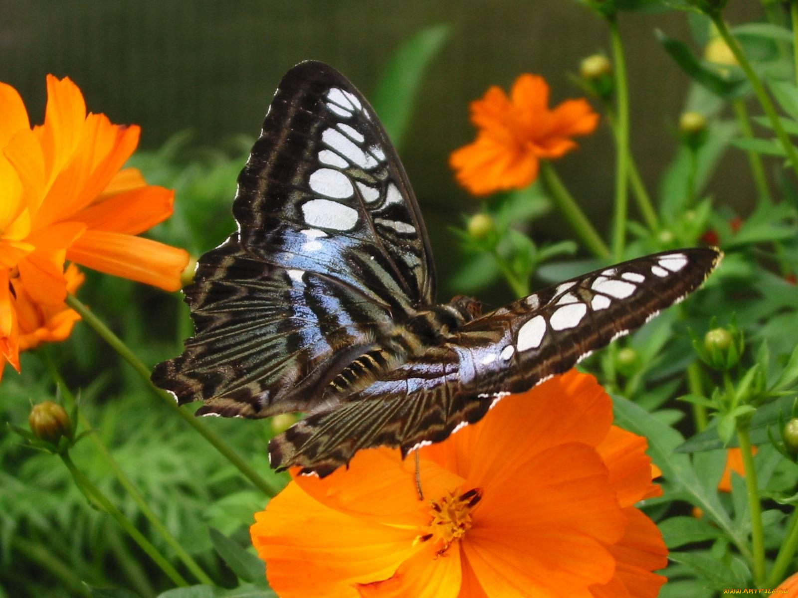 clipper, butterfly, the, house, on, mackinac, island, животные, бабочки