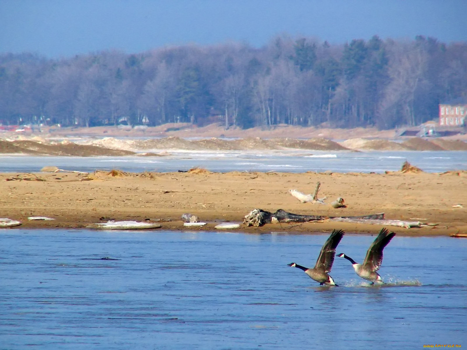 geese, on, pinnebog, river, in, port, crescent, state, park, michigan, животные, гуси