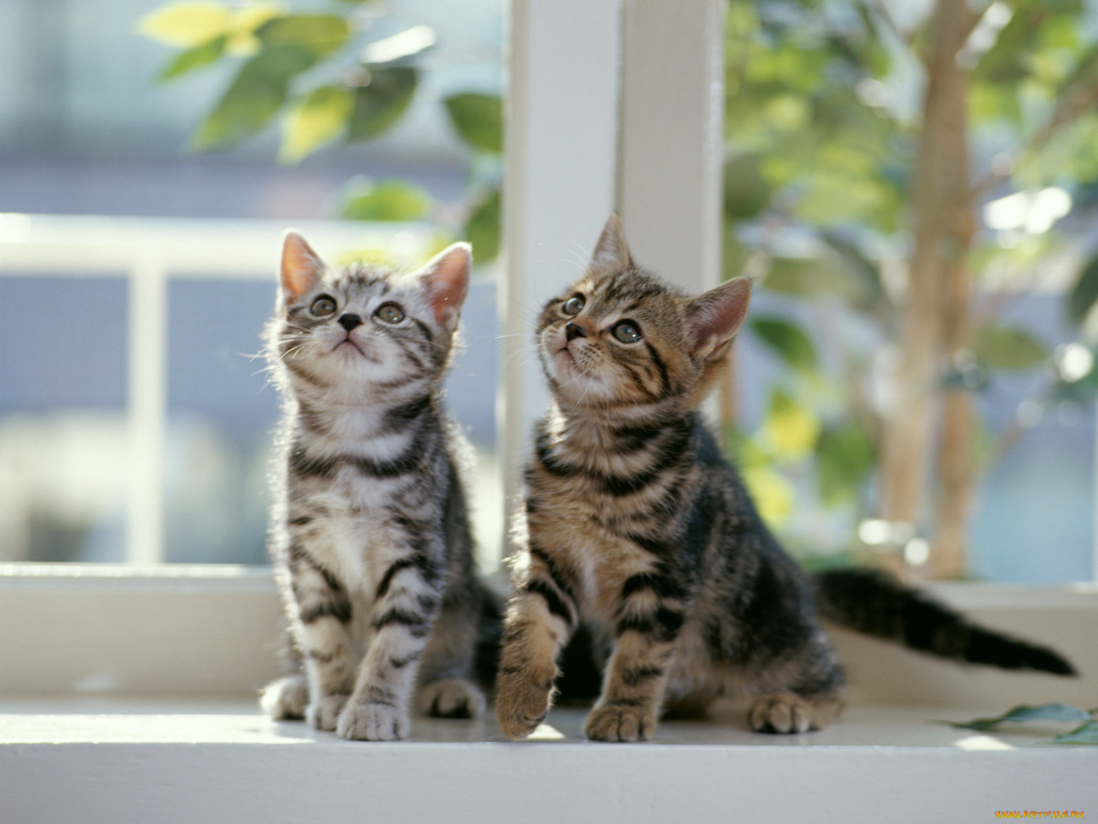 животные, коты