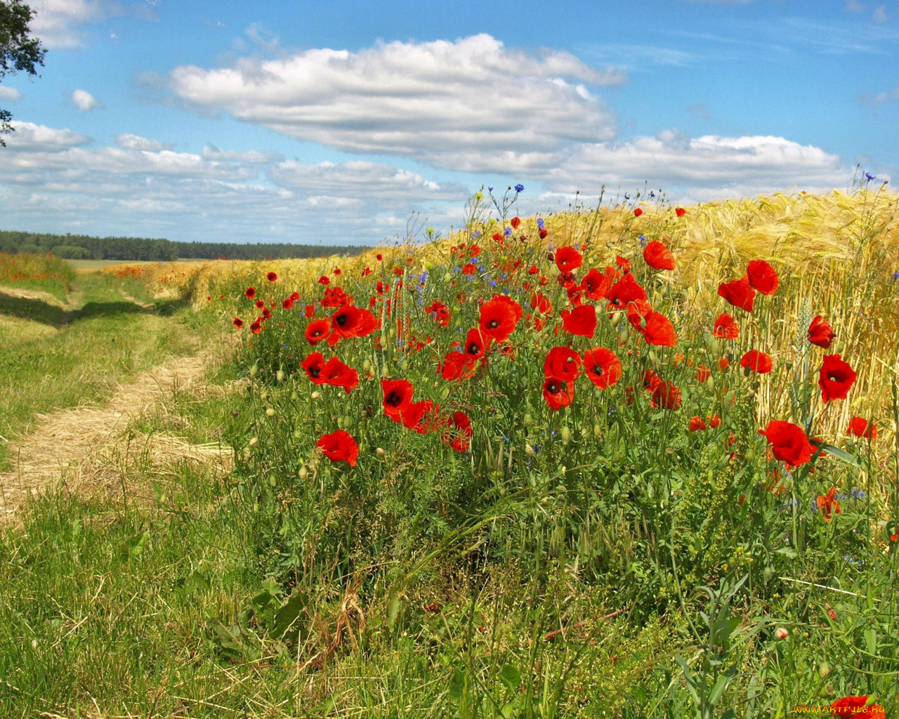 цветы, маки