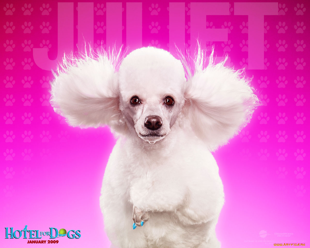 hotel, for, dogs, кино, фильмы