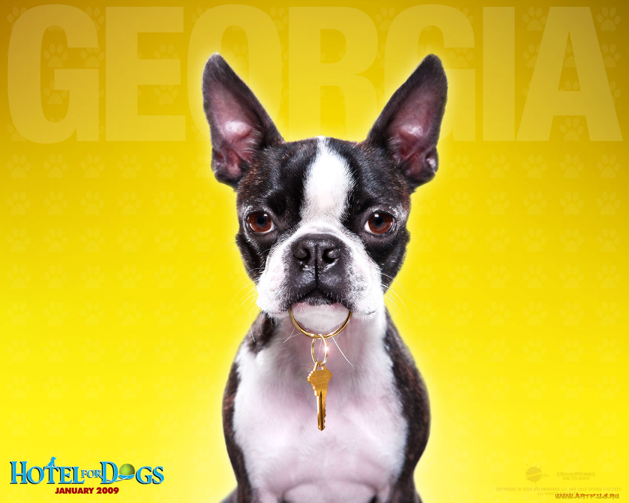 hotel, for, dogs, кино, фильмы