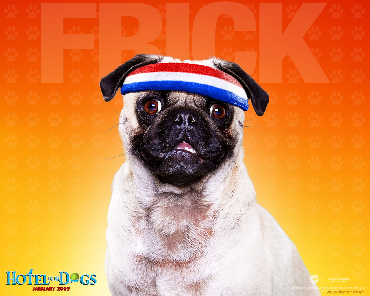 hotel, for, dogs, кино, фильмы