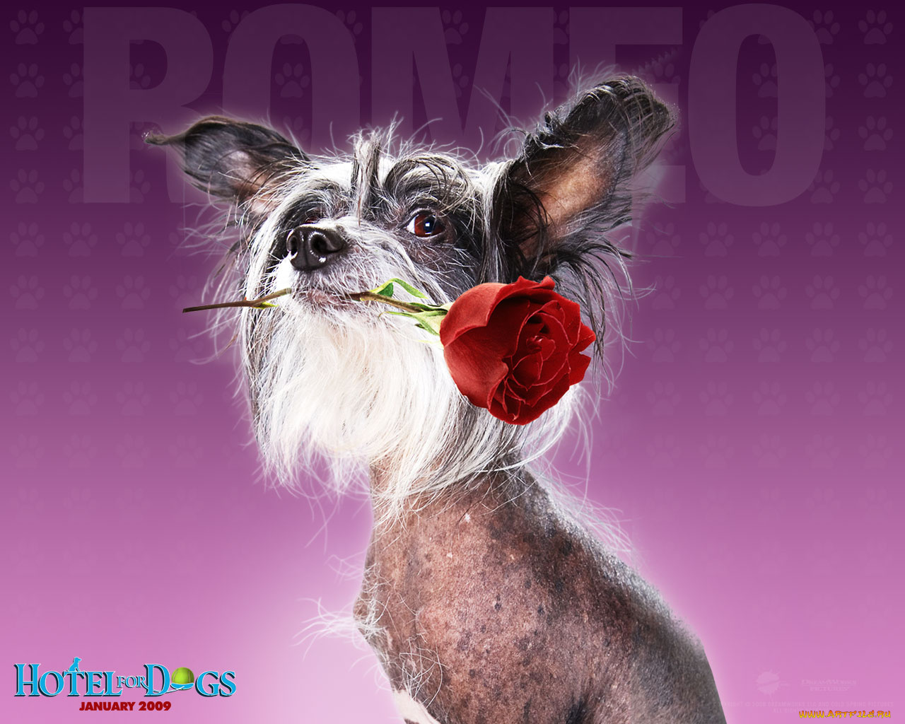 hotel, for, dogs, кино, фильмы