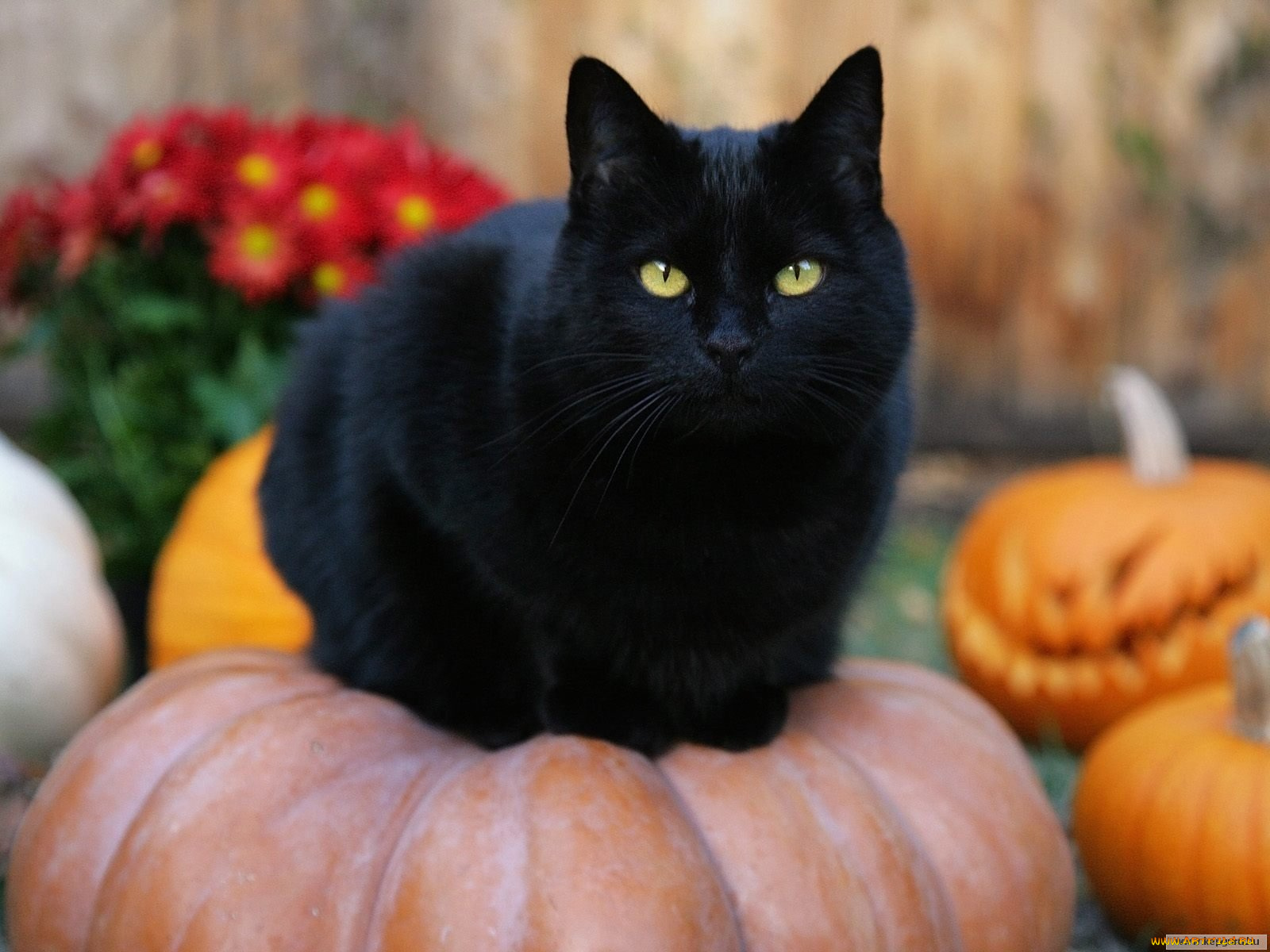 животные, коты