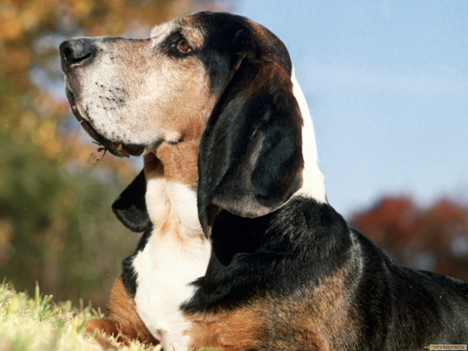 животные, собаки