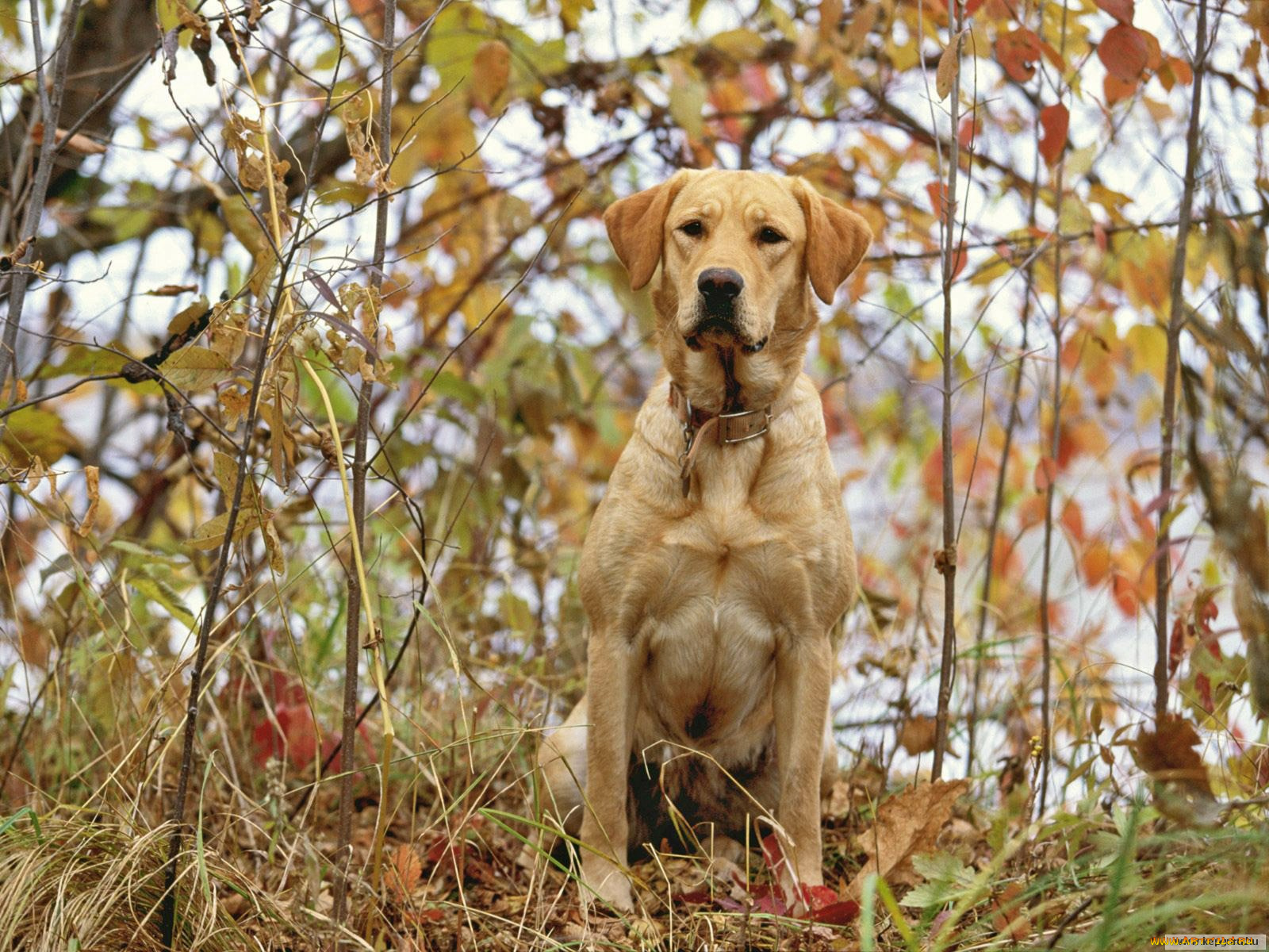 животные, собаки