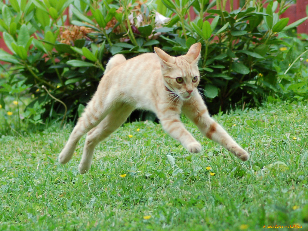 животные, коты