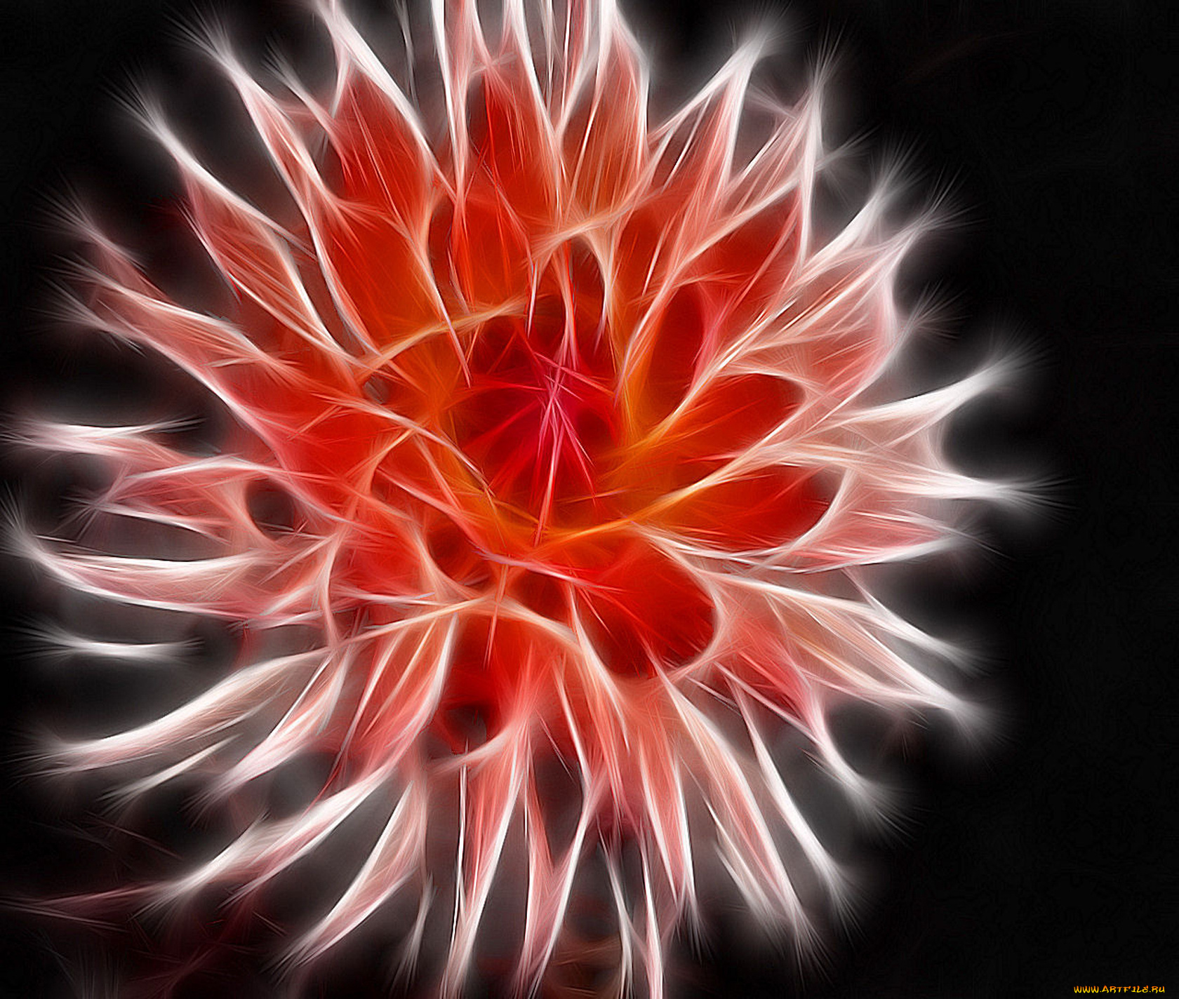 3д, графика, flowers, цветы, цветок, лепестки, фон