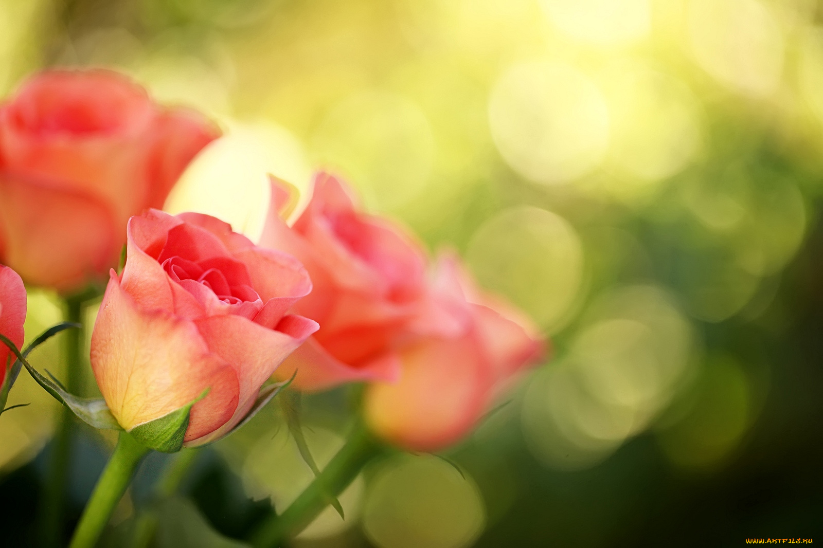 цветы, розы, розовый, бутоны