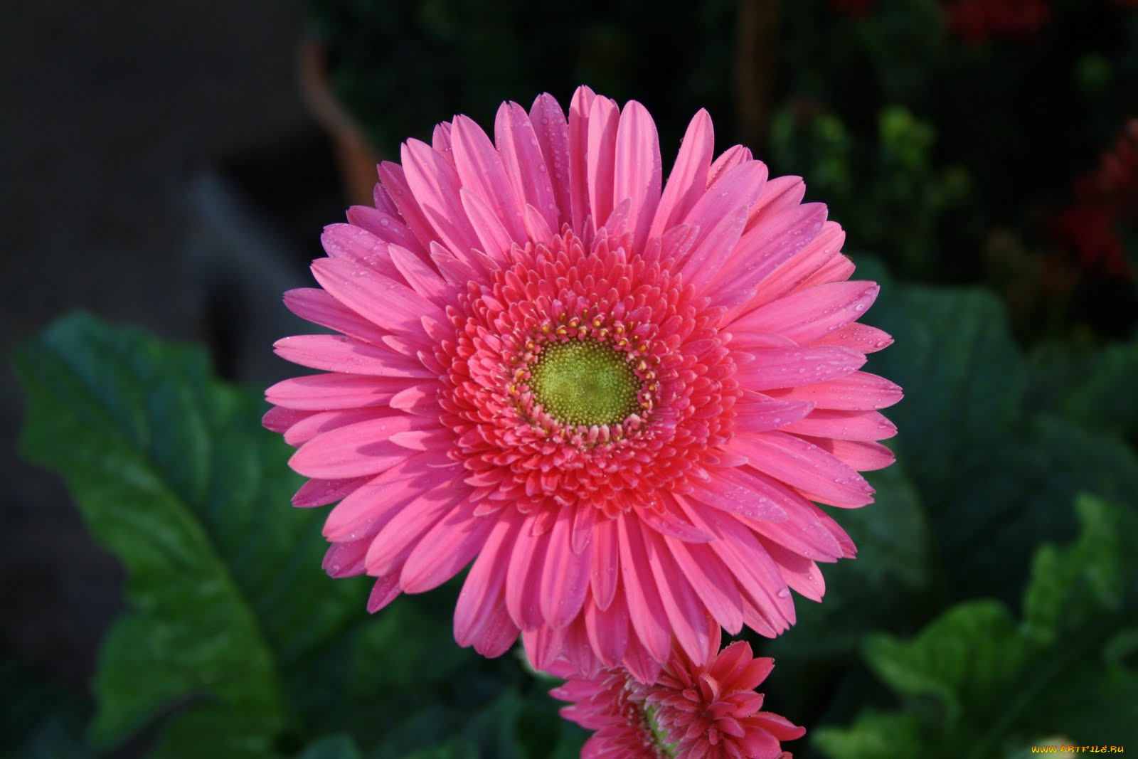 цветы, герберы, бутон