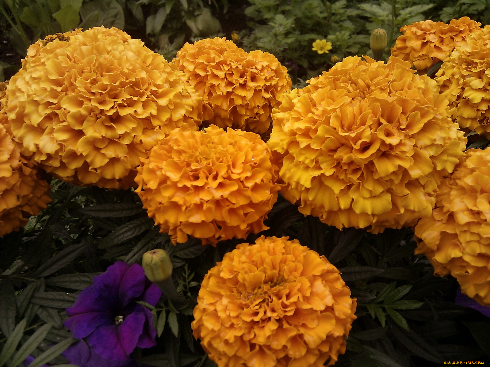 цветы, бархатцы