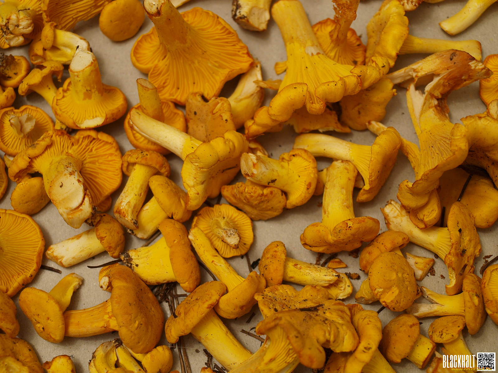 еда, грибы, грибные, блюда, лисички