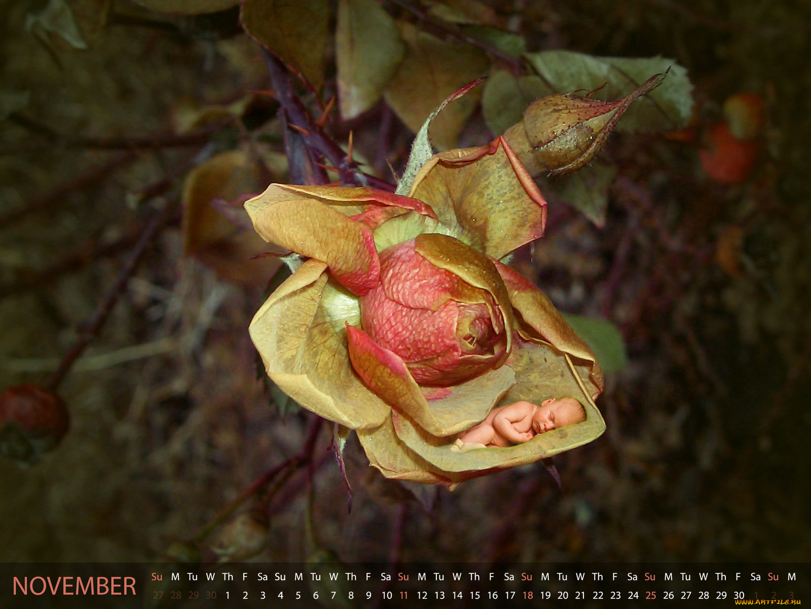 календари, дети, сон, роза, малыш