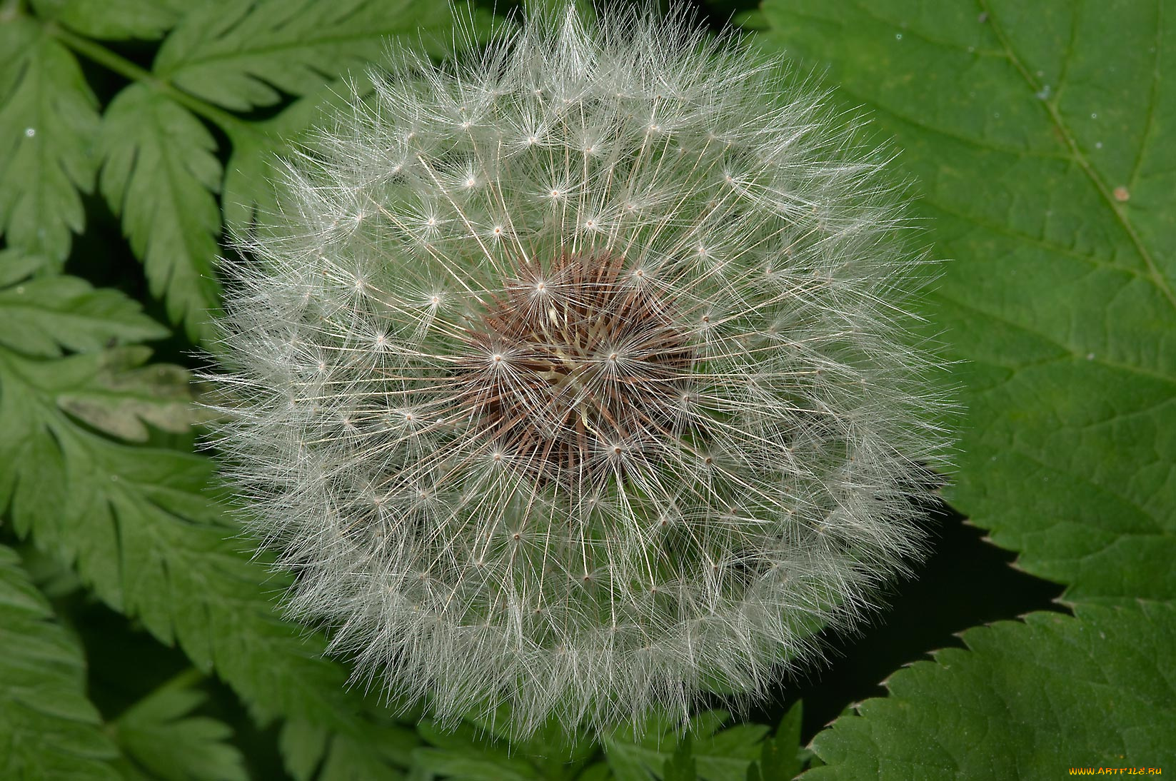 цветы, одуванчики, одуванчик