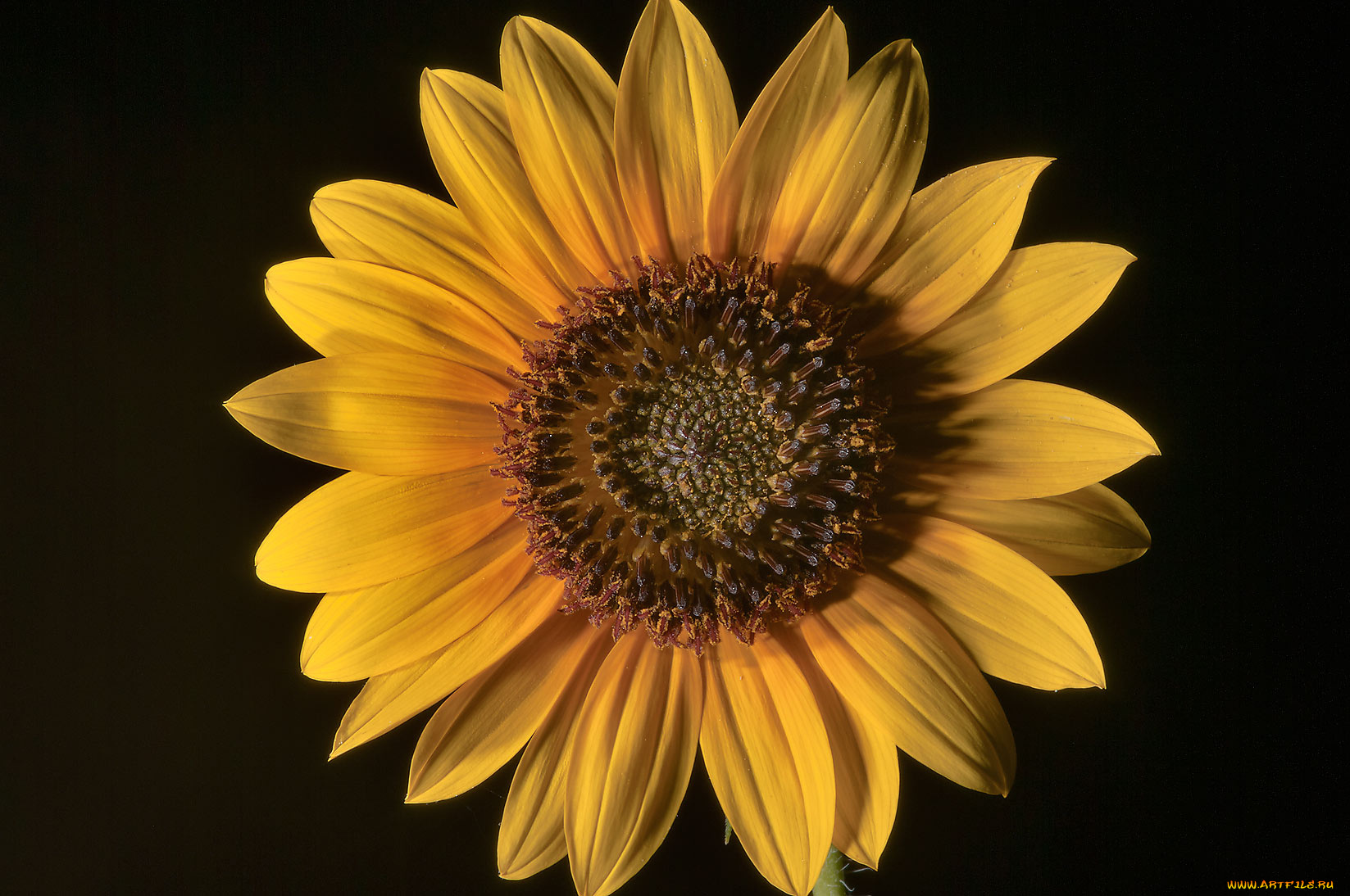 цветы, подсолнухи, подсолнух