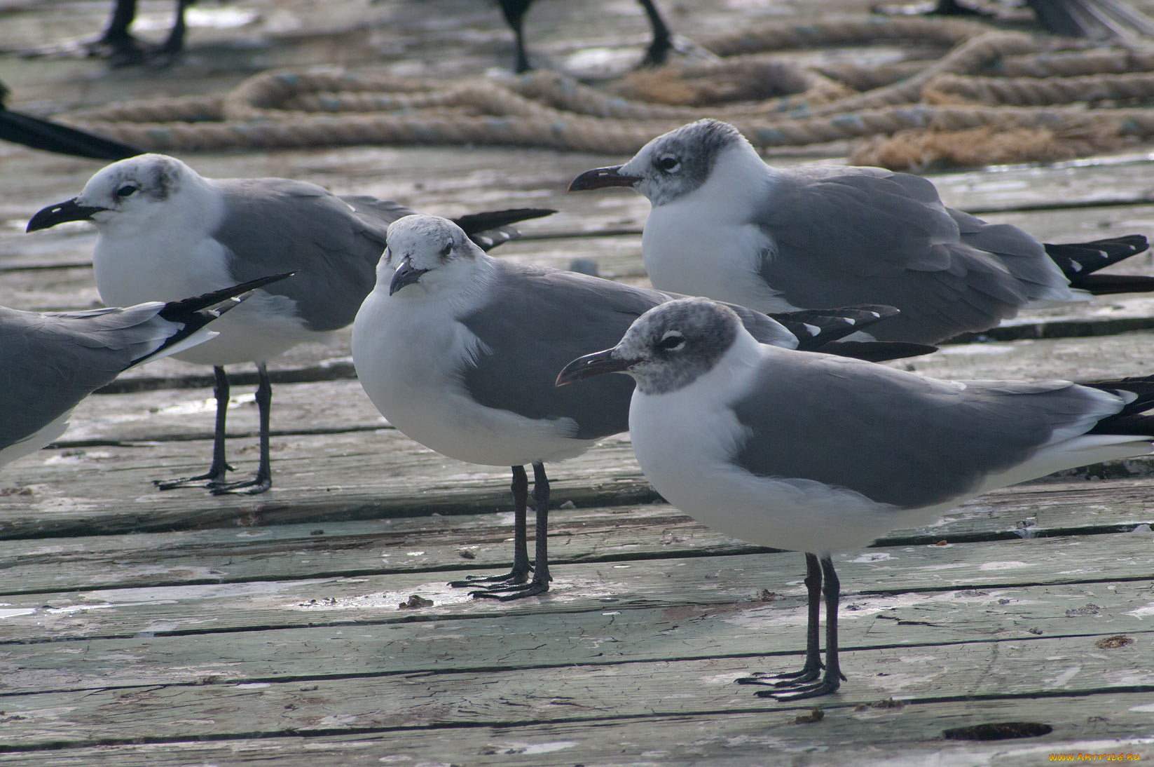 животные, Чайки, бакланы, крачки, чайки
