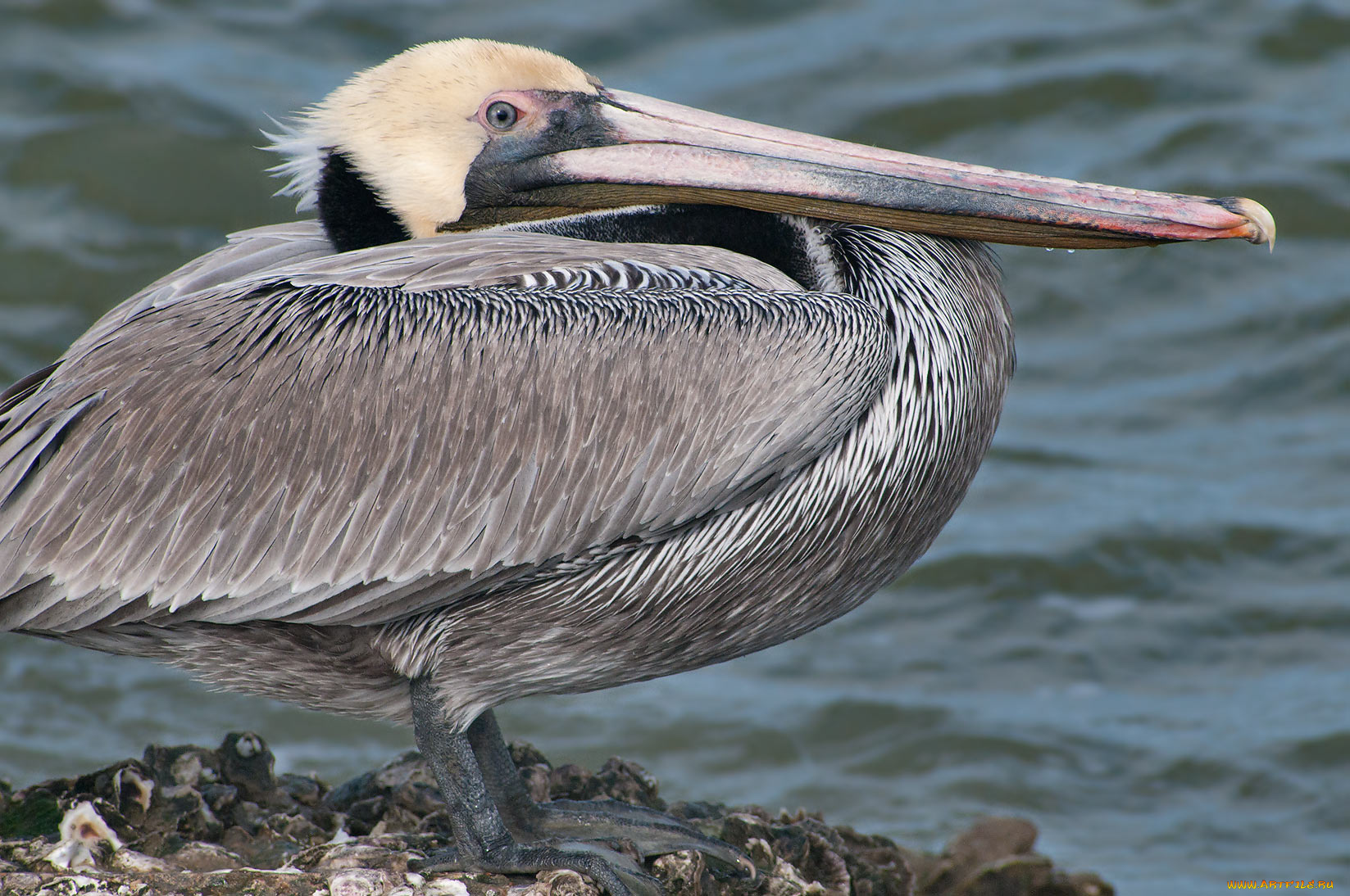 животные, пеликаны, пеликан