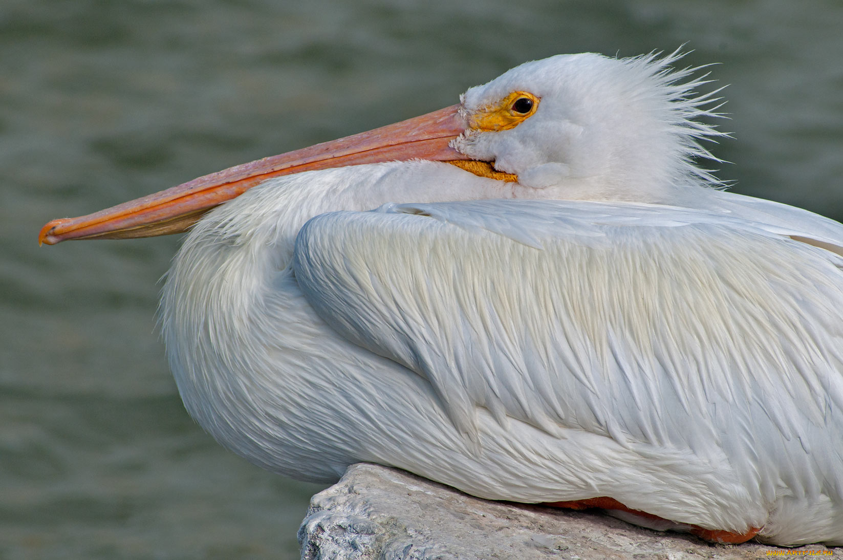 животные, пеликаны, пеликан