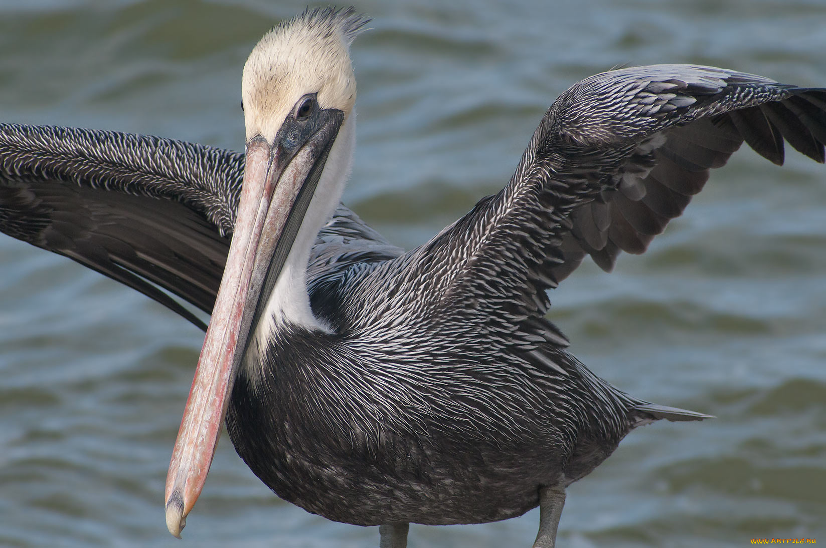 животные, пеликаны, пеликан