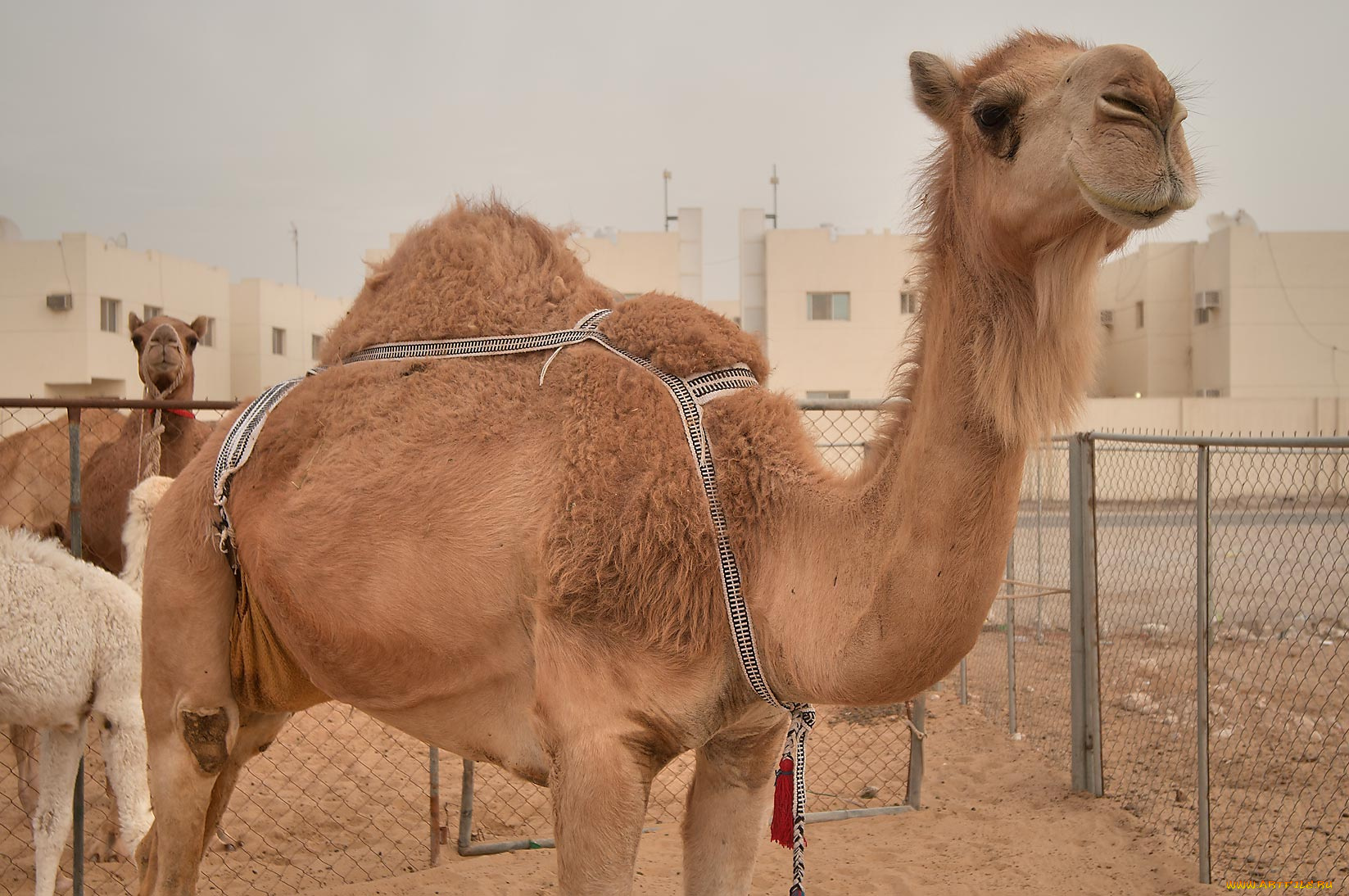 животные, верблюды, верблюд