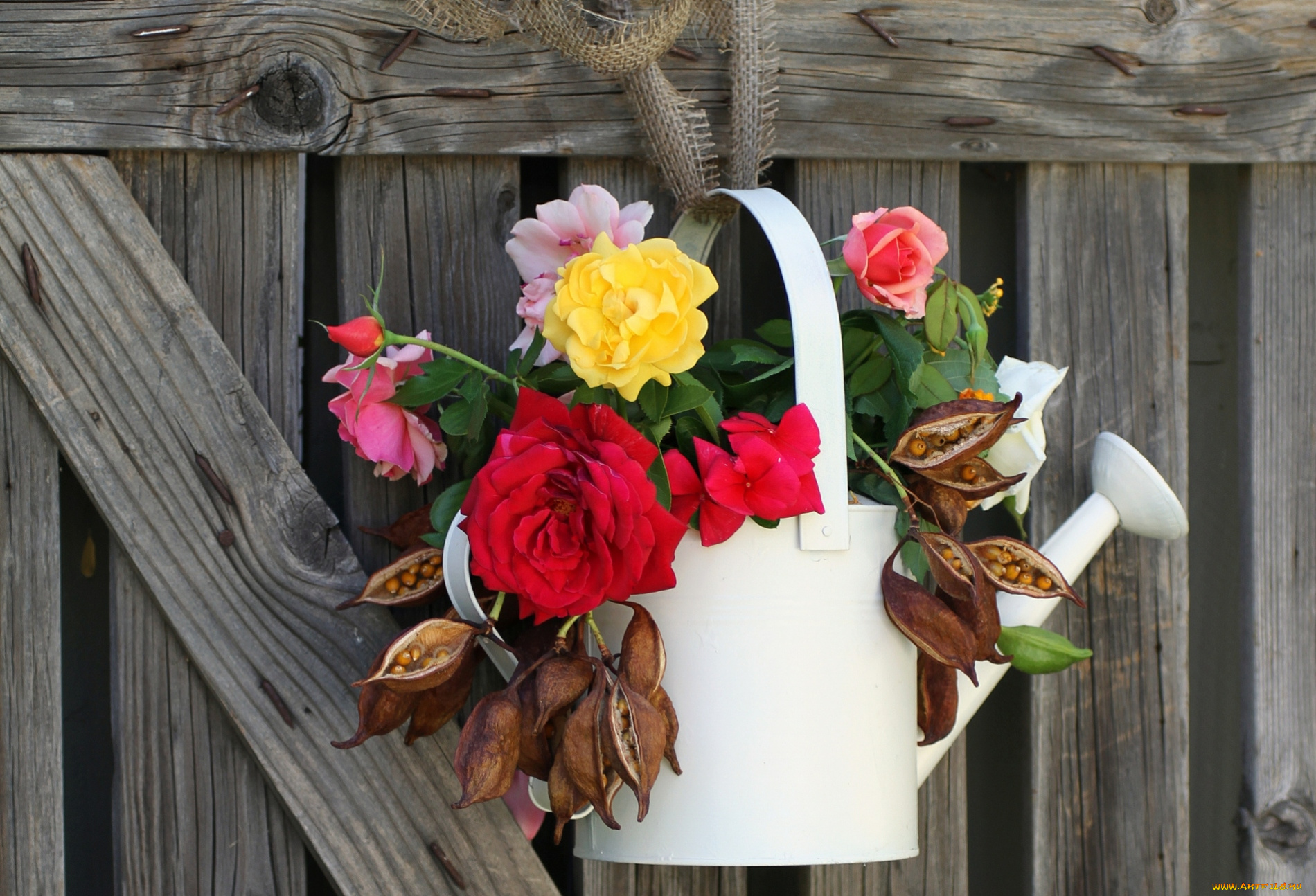 цветы, букеты, композиции, лейка, розы, семена