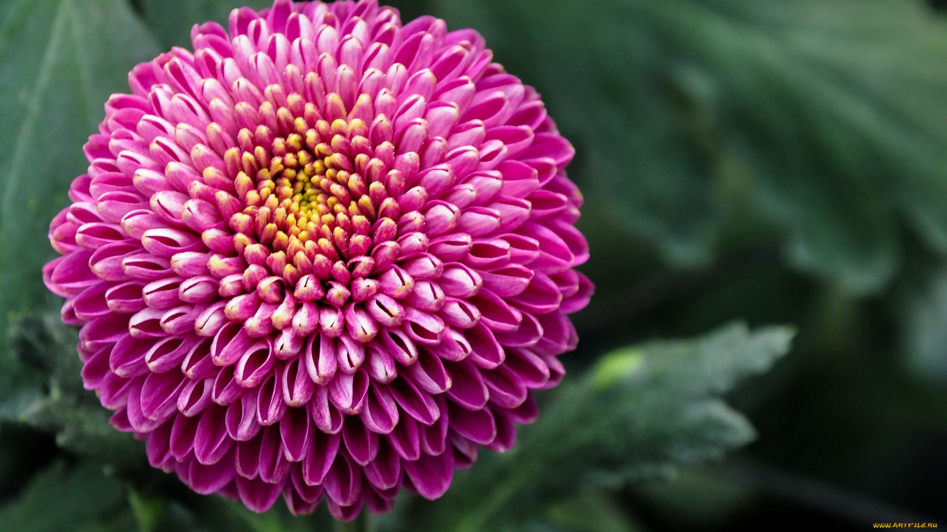 цветы, хризантемы, малиновый, круглый