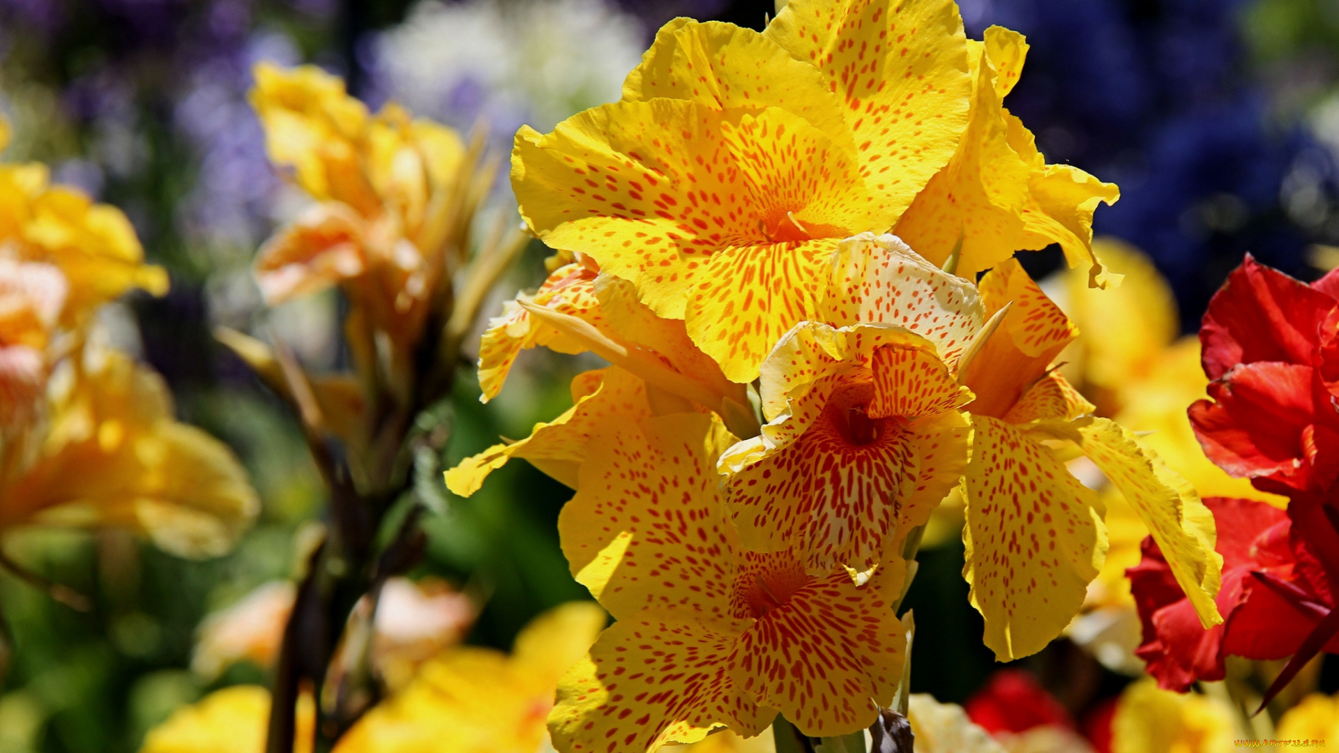 цветы, канна, желтый, пестрый