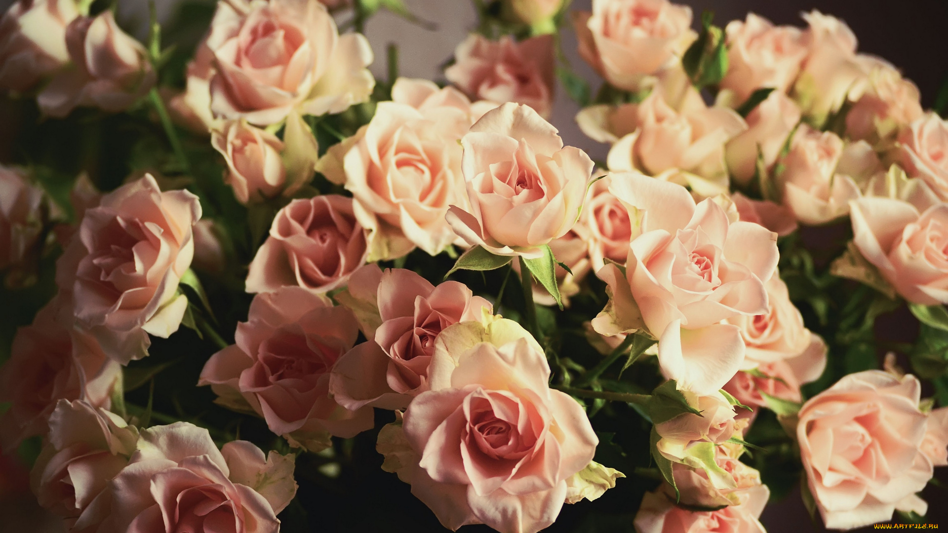 цветы, розы, бутоны